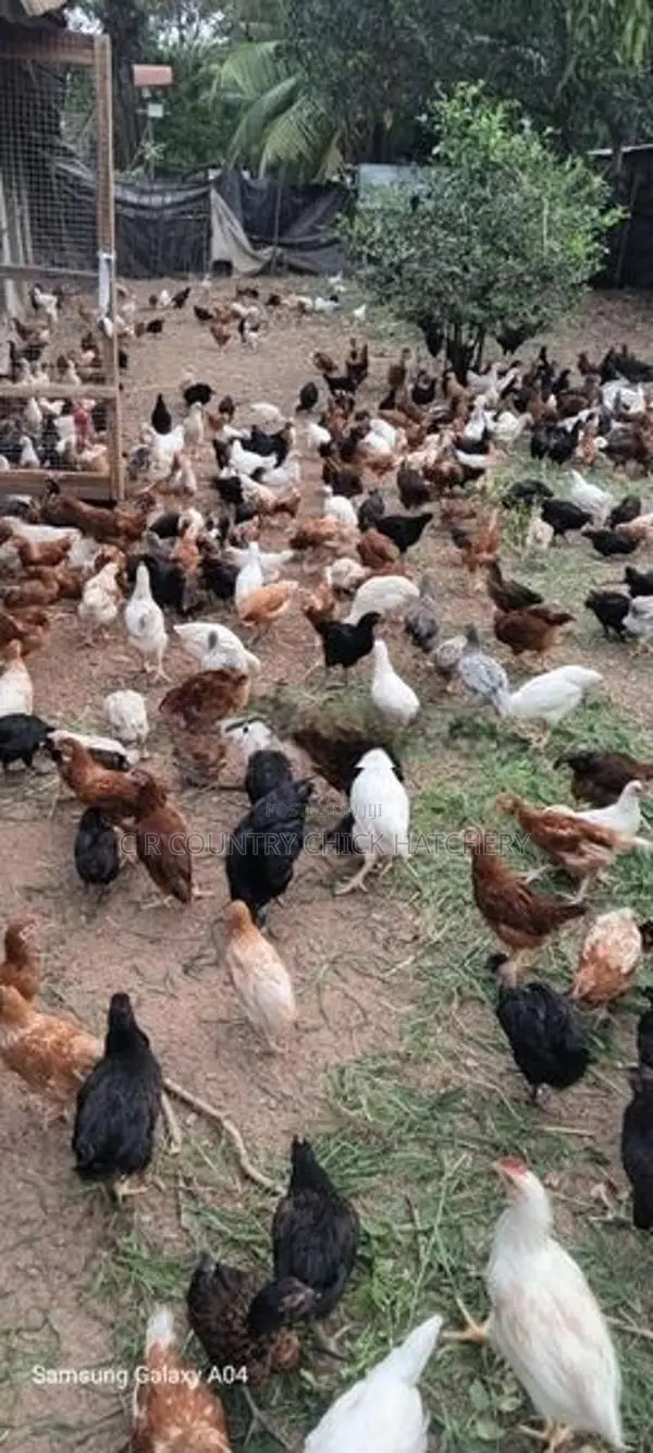 COUNTRY HEN