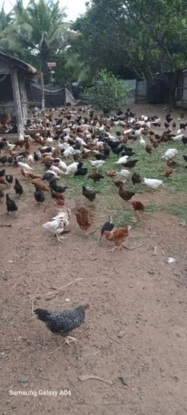 COUNTRY HEN