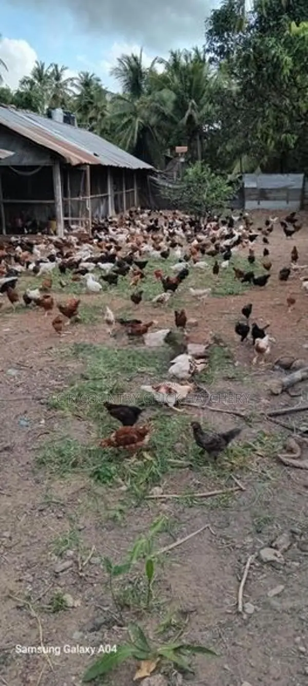 COUNTRY HEN