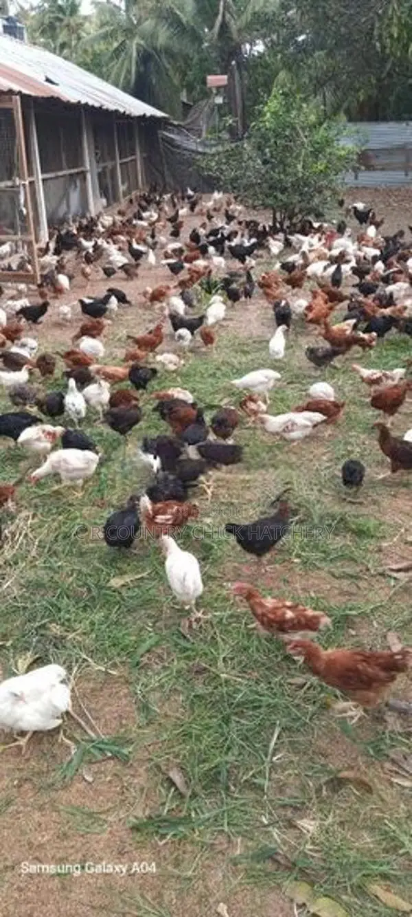 COUNTRY HEN