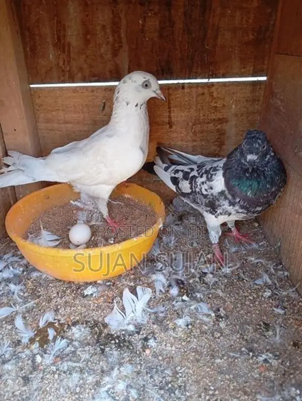 Pigeon