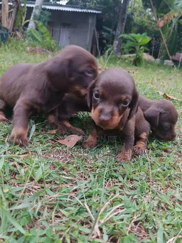 Dash Hound Puppies
