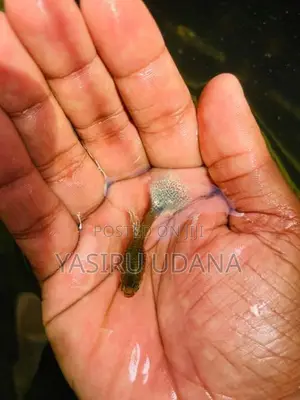 Guppy