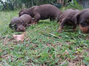 Dash Hound Puppies