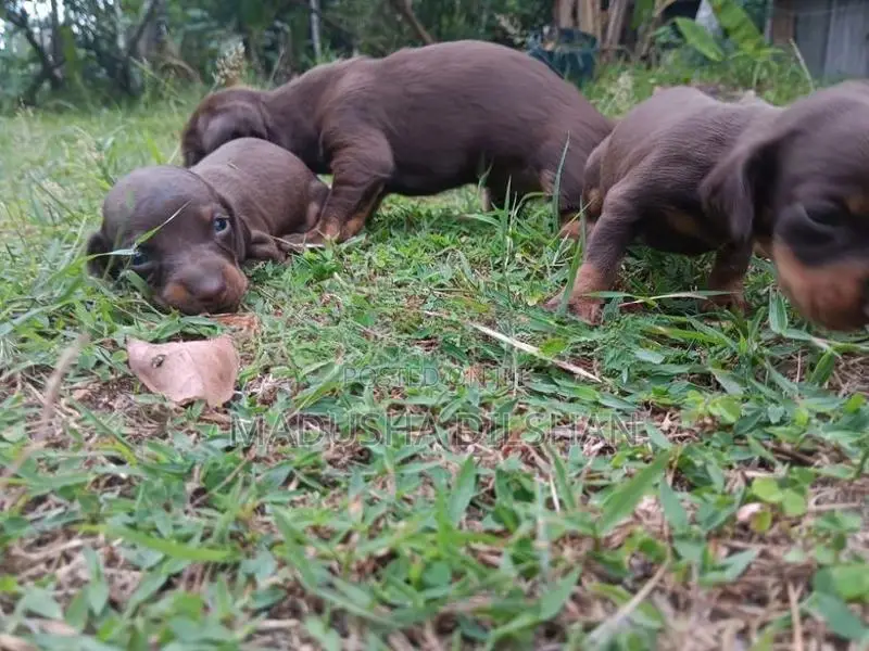 Dash Hound Puppies