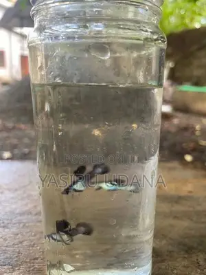 Guppy