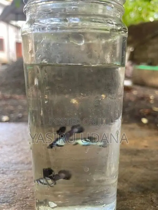 Guppy