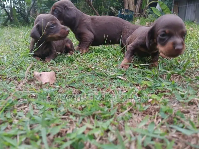 Dash Hound Puppies