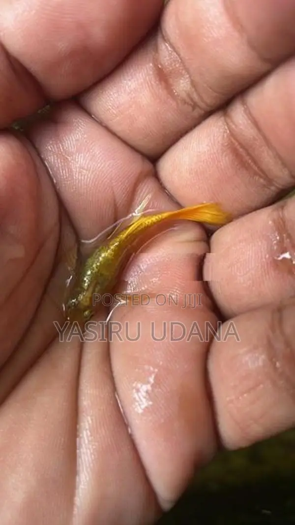 Guppy