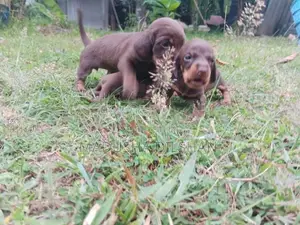 Dash Hound Puppies