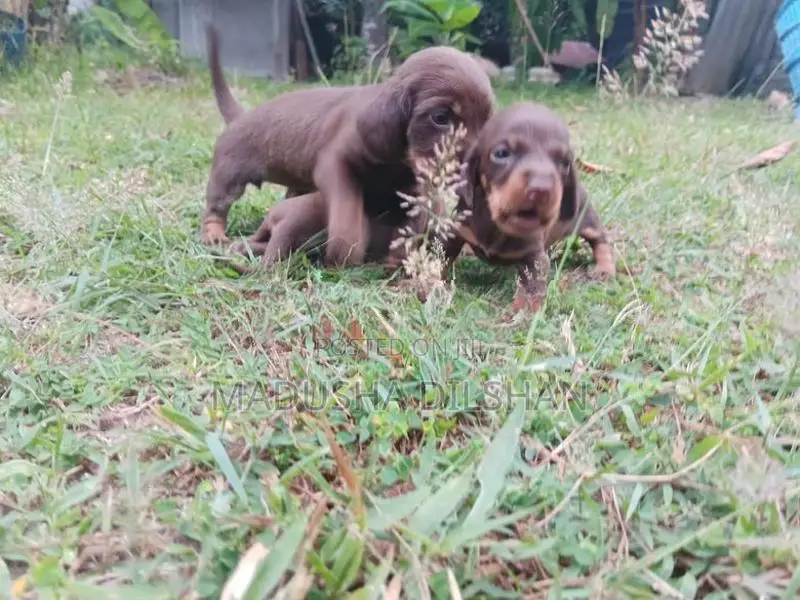 Dash Hound Puppies