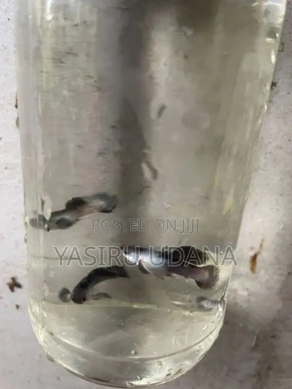 Guppy