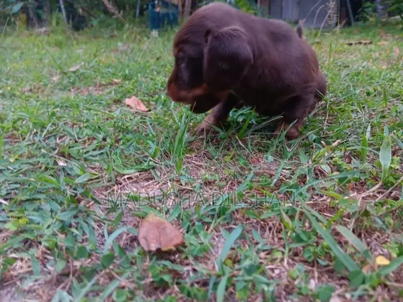 Dash Hound Puppies