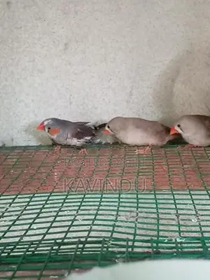 Finches Birds