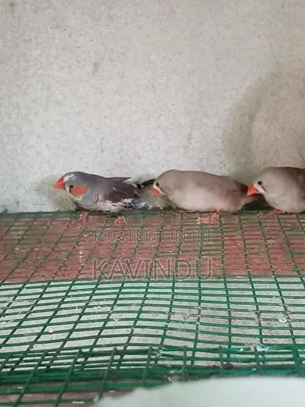 Finches Birds