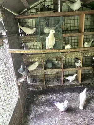 පරවියන්