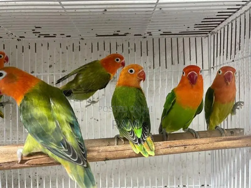 African lovebirds