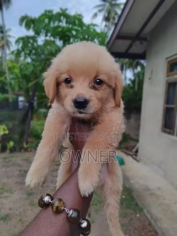 Golden Retriever Male Puppy