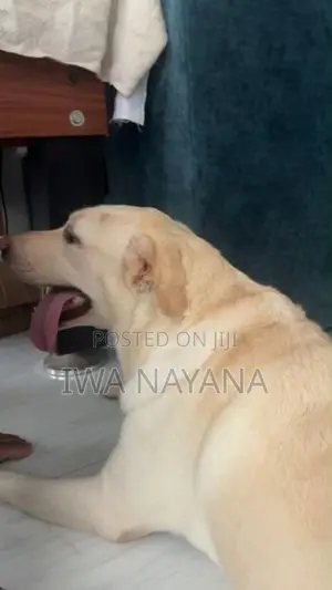 Labrador
