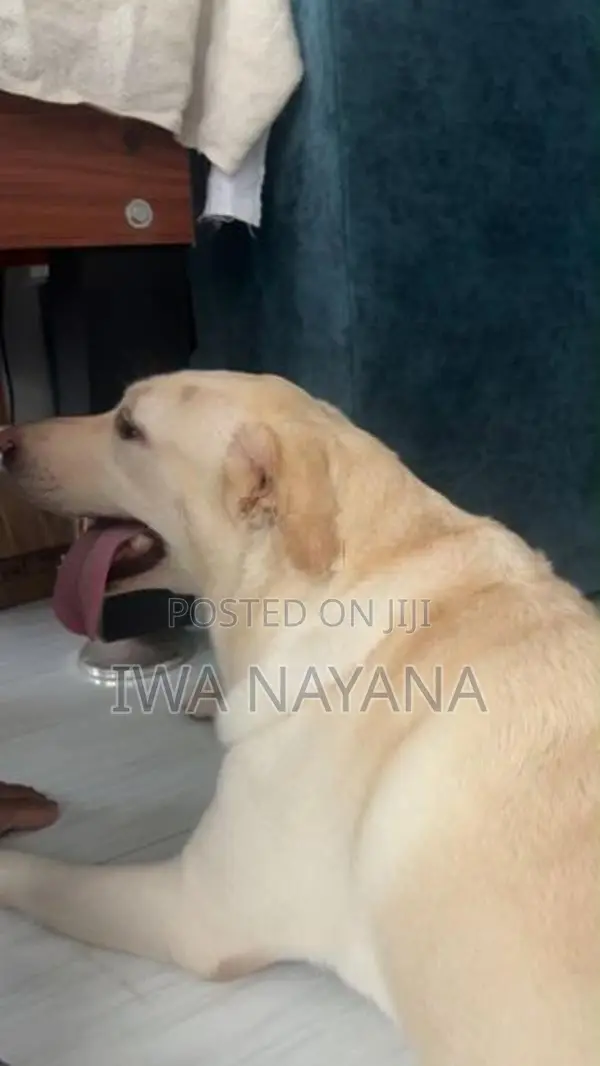 Labrador