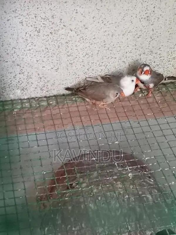Finches Birds