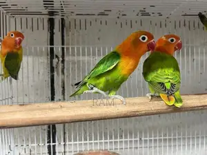 African lovebirds