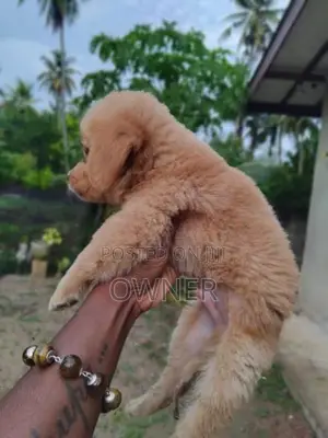 Golden Retriever Male Puppy