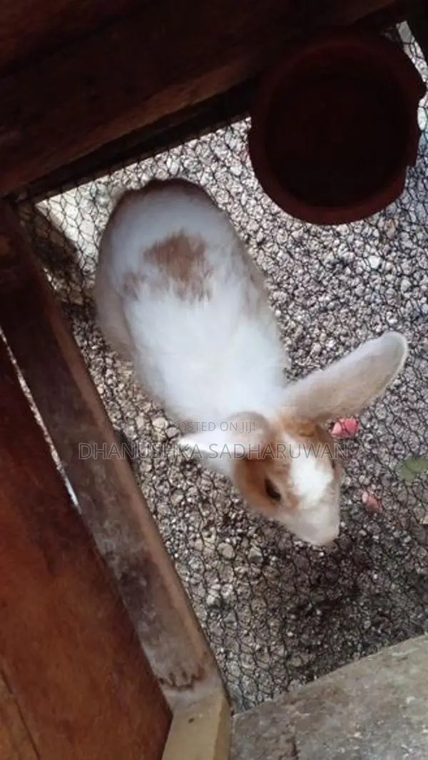 පිරිමි හාවන්