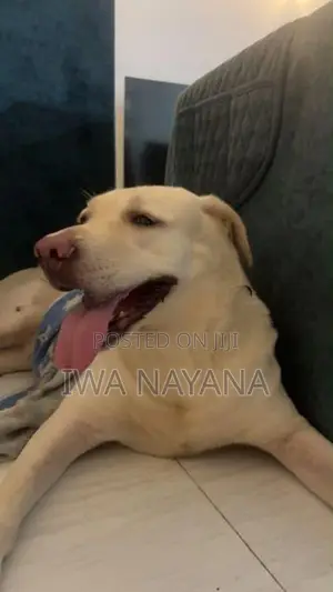 Labrador