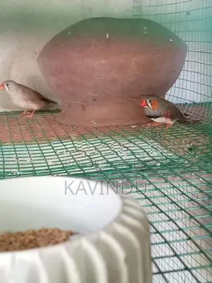 Finches Birds