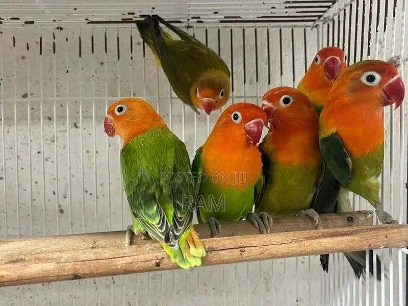 African lovebirds