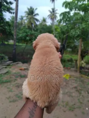 Golden Retriever Male Puppy