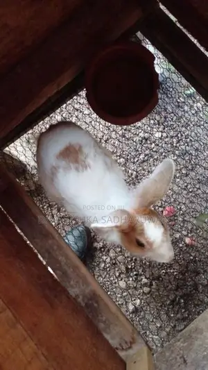 පිරිමි හාවන්