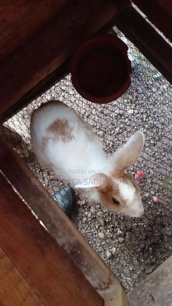 පිරිමි හාවන්