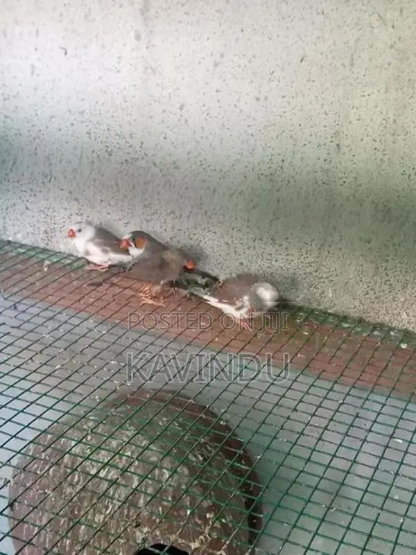 Finches Birds