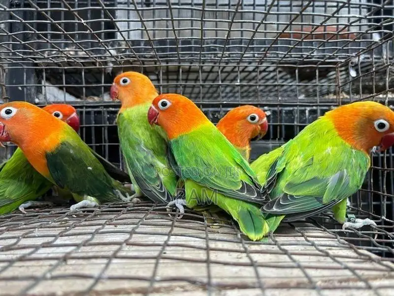 African lovebirds