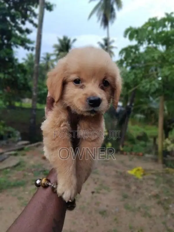 Golden Retriever Male Puppy