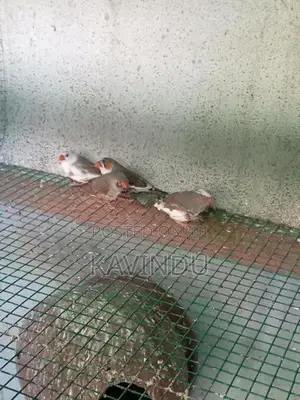 Finches Birds