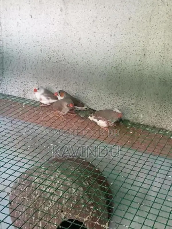 Finches Birds