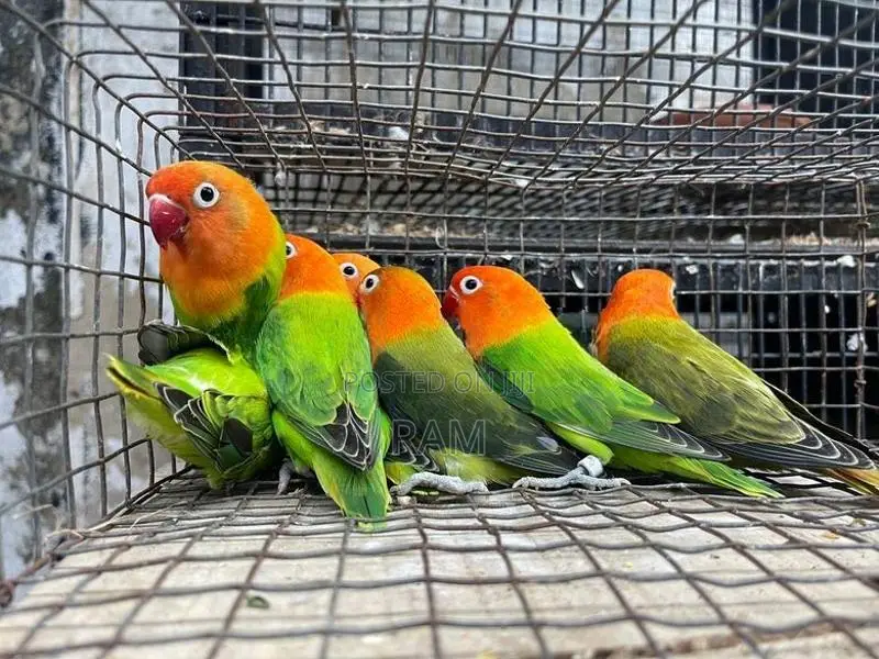 African lovebirds
