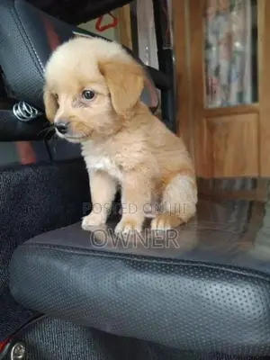 Golden Retriever Male Puppy