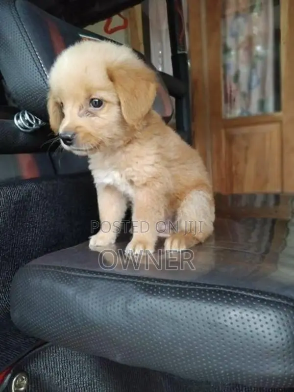 Golden Retriever Male Puppy