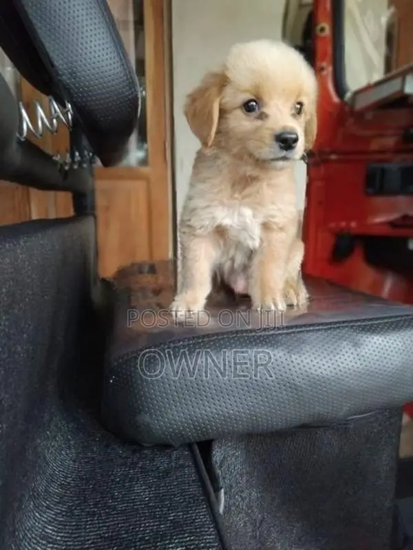 Golden Retriever Male Puppy