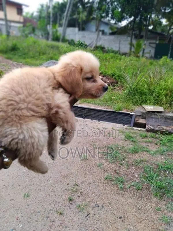 Golden Retriever Male Puppy
