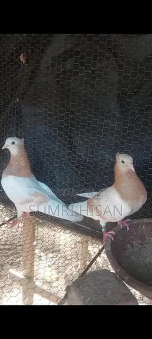 pigeon