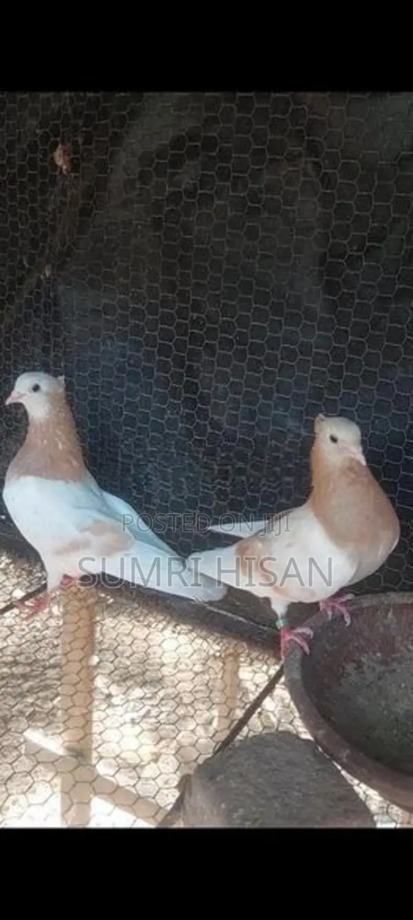 pigeon