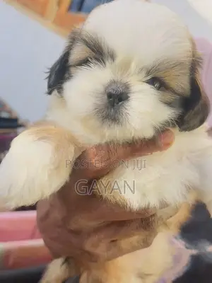 Shih Tzu Puppy