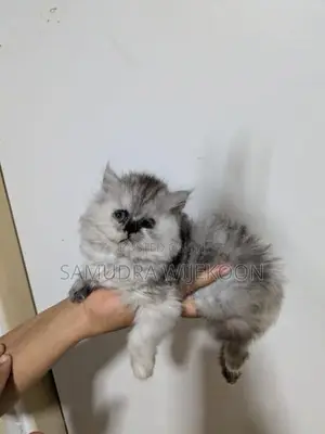 Persian Kittens