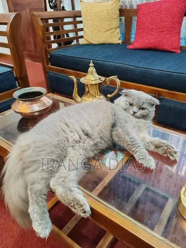 British longhair cat