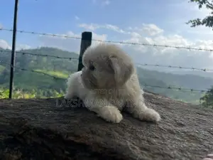 Shih Tzu Puppies